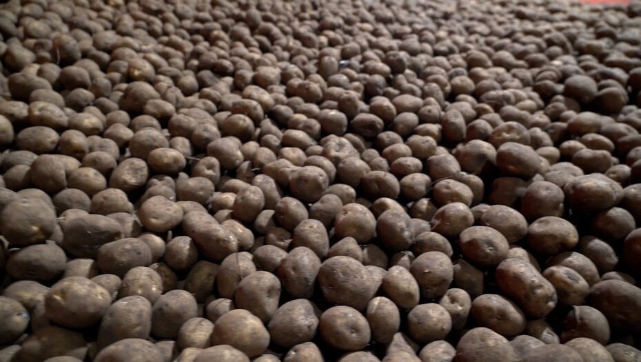 Video: Intelligent lagersystem fra Grimme A/S giver kartoffelavler ro i maven