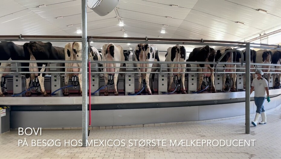 Video: Mexicansk mælkeproduktion - når den er bedst