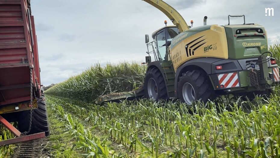 Video: Snitlængde på majsen har positiv effekt på drøvtygning