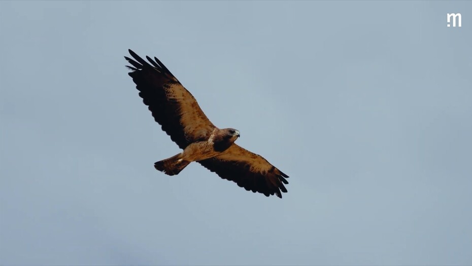 Video: Se hvordan: Vogelsang spreder vingerne længere ud