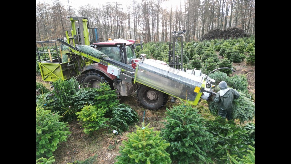 Video: Mudder, regn og hårdt arbejde: Maskinstation har travlt med juletræerne