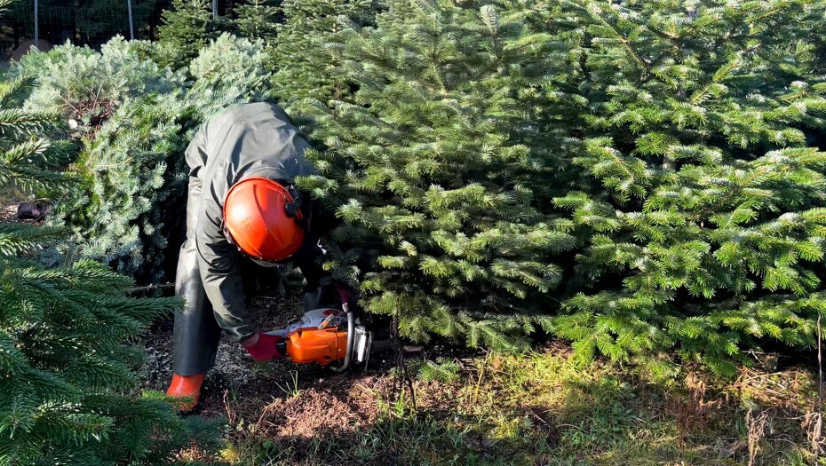 Video: Skrappere krav og prispres fælder juletræsproduktion: Gods skifter skovstrategi