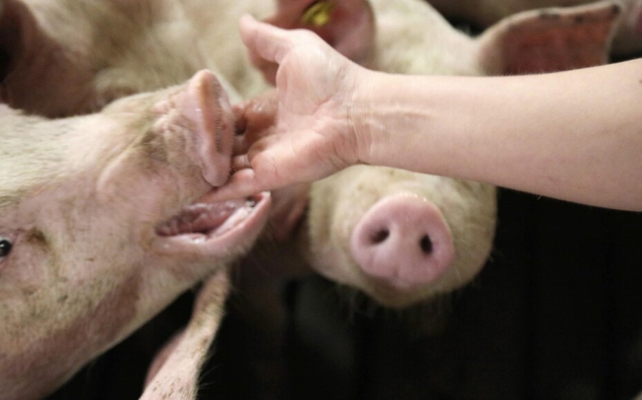 ned Settle klamre sig Er du ond mod dine grise? | Maskinbladet