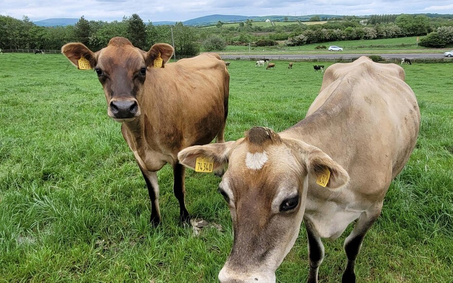 godkende Dempsey Hjemland Årsag bag 100 døde køer på Jersey er fundet | Maskinbladet